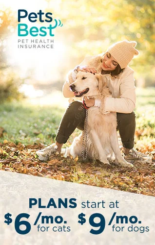 Happy dog with owner in Hialeah
