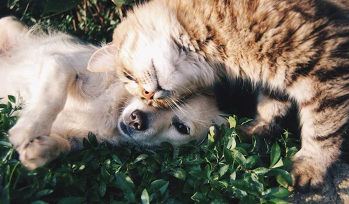 Pet owner saving money on vet costs
